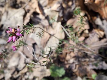 High angle view of purple flowering plant on field