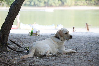 Dog relaxing on beach