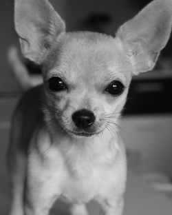 Close-up portrait of dog