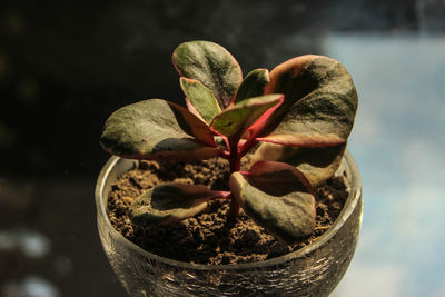 Close-up of succulent plant