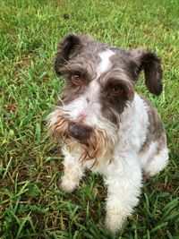 Close-up of dog on grassy field