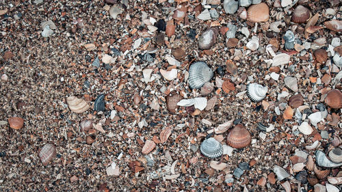 High angle view of seashells on pebbles