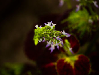 Close-up of plant