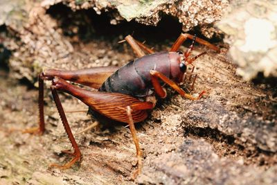 Close-up of insect on rock
