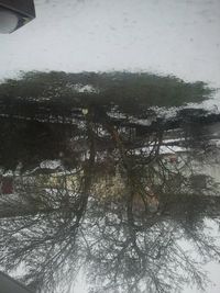 Trees on snow covered landscape