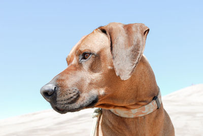 Close-up of dog against clear sky