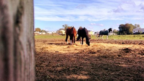 Horses on field against sky