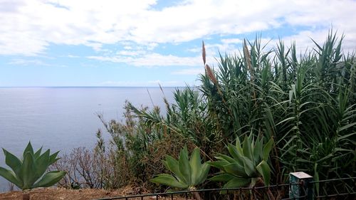 Plants growing by sea against sky