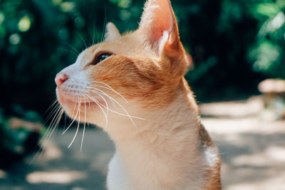 Close-up of a cat looking away