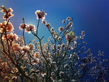 Low angle view of flowers blooming against blue sky