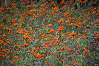 Close-up of orange flowering plants