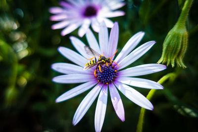 Close-up of insect on purple flower