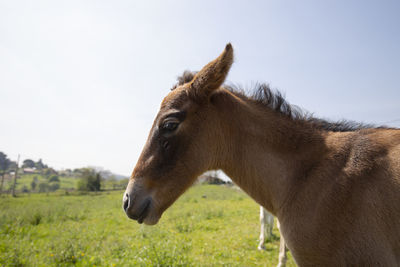 Portrait of a foal in a field