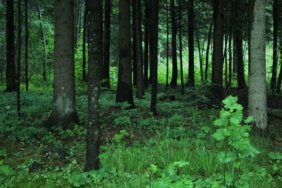 Scenic view of forest