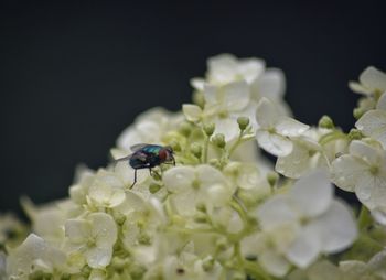 Close-up of insect on flowers