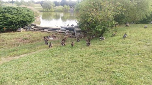 View of birds on grassy field by lake