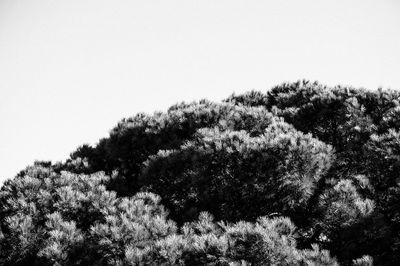 Low angle view of trees against clear sky