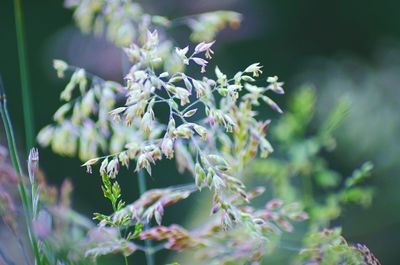 Close-up of flowers