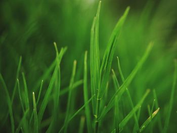 Close-up of crops growing on field