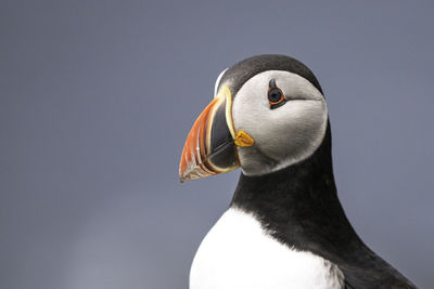 Close-up of a bird looking away