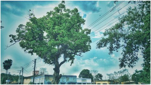 Low angle view of trees against cloudy sky