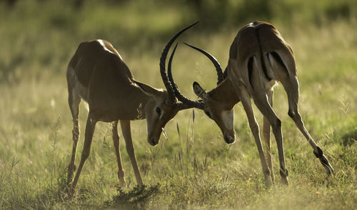 Wildlife capture the moment the week on eyeem