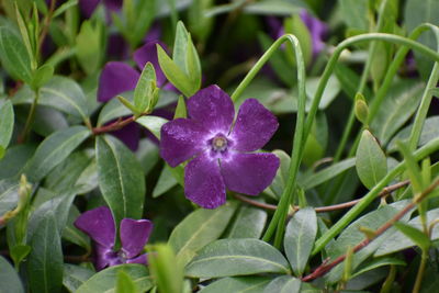 Close-up of purple flowering plant