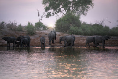 View of elephant in lake against sky