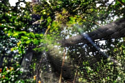 Close-up of spider on web in forest