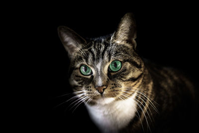 Close-up portrait of cat against black background