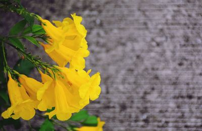 Close-up of yellow flowering plant