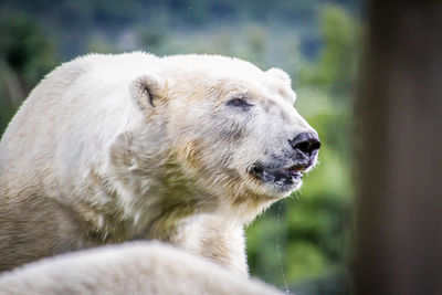 Close-up of sheep