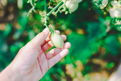 Close-up of hand holding tomato 