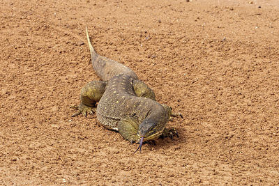 High angle view of lizard on land