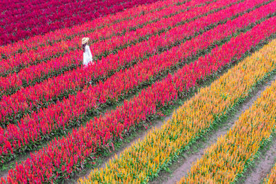 High angle vie of woman on flower field