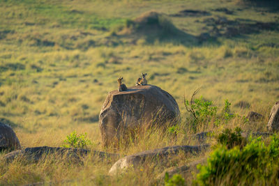 Sheep grazing on field