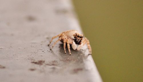 Close-up of spider on railing