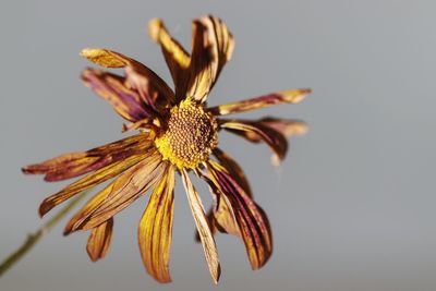 Close-up of wilted flower against white background