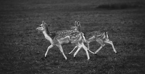 Deer running in grassy field 