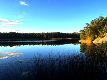 Reflection of trees in calm lake