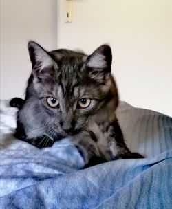 Close-up portrait of a cat