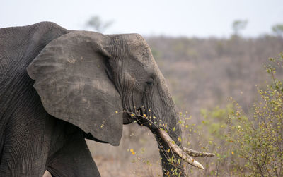 Side view of african elephant in forest