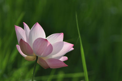 Close-up of pink flower blooming outdoors