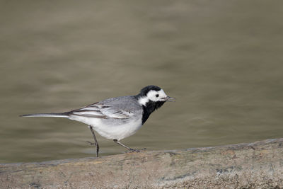 Bird perching on rock