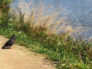 View of bird perching on grass