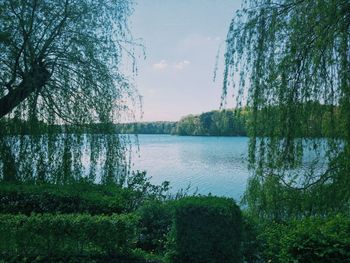 Reflection of trees in lake