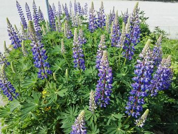 Close-up of purple flowers blooming in field