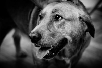 Close-up of dog looking away