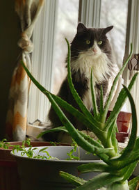 Fluffy tuxedo cat in bay window with aloe plant