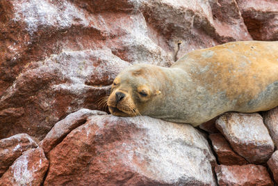 High angle view of sea lion on rock formation